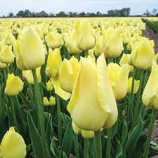 Tulip Flower Seeds For Easy Planting And Growth