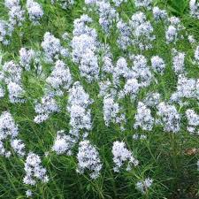 Plant Amsonia Hubrichtii Bluestar Seeds