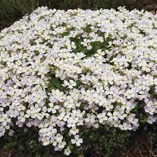 Rock Cress Plant Seeds White Planting