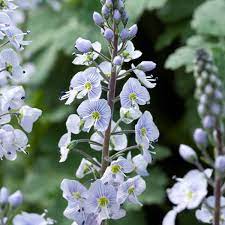 Vibrant Blooms Of Veronica Flower Planting - Seeds For Stunning Garden Displays