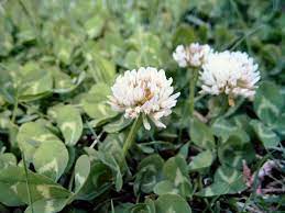 Dutch Clover Flower Seeds: Planting Guide For Successful Growth