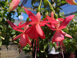 Red Fuchsia Flower Seeds For Easy Planting