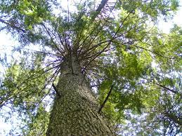 Planting Brown Tsuga Heterophylla Tree Seeds