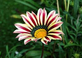 Gazania Flower Seeds - Plant Stunning White And Red Blooms For A Colorful Garden