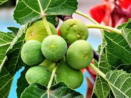 Kodota Fig Seeds For Planting Hardy Sweet Fruits Fruit