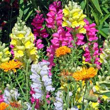 Antirrhinum Antirrhinum majus for planting in flower bed