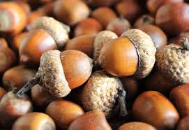 Acorn Seeds For Planting: Grow Strong Oak Trees Fruit