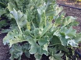 Green Sea Kale Seeds - Grow Your Vegetable Garden Seeds