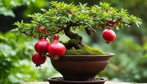 Bonsai Pomegranate Fruit Seeds For Planting Mini Trees