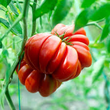 Red Santorini Tomato Seeds For Planting Vegetable Seeds