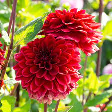 Two-Color Dark Red Dahlia Flower Seeds For Vibrant Garden Planting