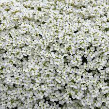 Rock Cress Plant Seeds White Planting