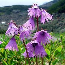 Violet Soldanella Alpina Seeds For Easy Planting