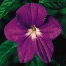 Browallia Maroon Marine Bell seeds for maroon flowers