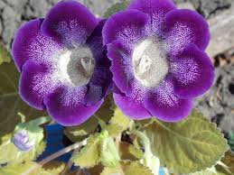 Sinningia Gloxinia Planting Flower Seeds For Vibrant Indoor Blooms