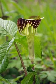 Arisaema Triphyllum Seeds For Planting - Jack-In-The-Pulpit Flower