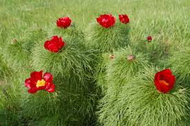 Red Paeonia Tenuifolia Flower Seeds For Easy Planting