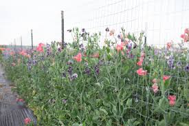 Sweet Pea Planting Flower Seeds White