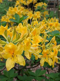 Yellow Azalea Seeds For Sunny Garden Planting Flower