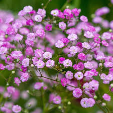 Gypsophila Gypsy Deep Rose seeds for soft garden blooms