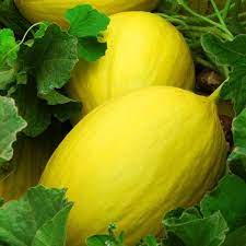 Yellow Canary Melon Fruit Seeds Planting