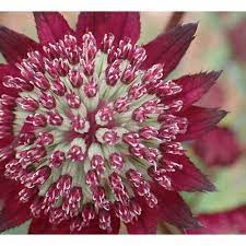 Starry Blooms: Astrantia Flower Seeds For Planting