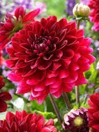 Two-Color Dark Red Dahlia Flower Seeds For Vibrant Garden Planting