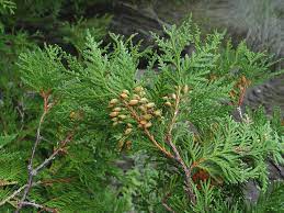 Thuja Plicata Tree Seeds: Planting Guide For Successful Growth