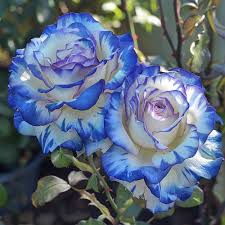 Mixed Rose Petals Rosa spp. for planting in flower bed or vegetable patch