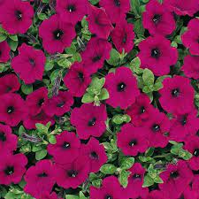 Purple Petunia Flower Seeds For Planting - Vibrant Annual Blooms