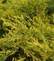 Juniper Tree Seeds For Planting: Cultivate Lush Lime Green Foliage A Soothing Garden