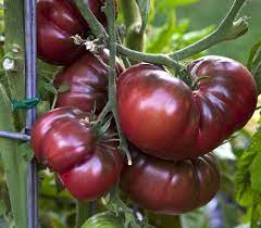 Maroon Tomato Seeds For Vibrant Planting - Enhance Your Garden’s Flavor Vegetable Seeds