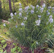 Plant Amsonia Hubrichtii Bluestar Seeds