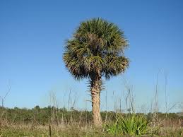 Sabal Palmetto Planting Tree Seeds For Coastal Gardens