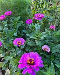 Zinnia Flower Seeds - Vibrant Purple & Yellow For Stunning Gardens