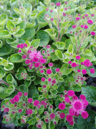 Rose Ageratum seeds for soft pink flowers