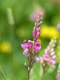 Onobrychis Viciifolia Meadow Flower Seeds For Easy Planting