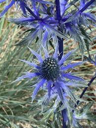 Alpinum Planting Flower Seeds