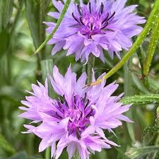 Centaurea Florence for planting in flower bed