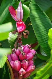 Pink Banana Fruit Seeds For Planting