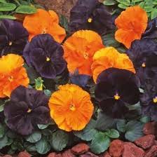 Halloween Mix Pansy for planting in flower bed