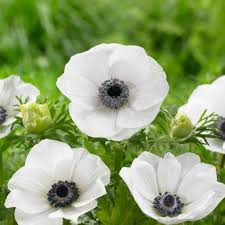 Anemone Anemone coronaria for spring garden planting