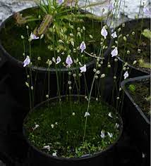 Utricularia Arenaria Plant Seeds For Unique And Exotic Gardening - Seed Adding Rare Beauty To Your