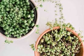 String Of Pearl Plant Seeds For Vibrant Indoor Greenery Herb