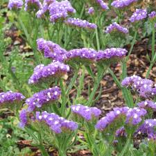 Statice Planting Flower Seeds For Dried Arrangements