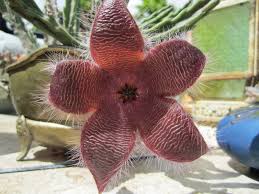 Maroon Stapelia Seeds For Planting In Exotic Gardens Plant Seeds