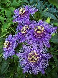 Passion Flower Seeds - Violet Blooms For Garden Planting