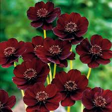 Chocolate Cosmos Cosmos atrosanguineus for planting in flower bed