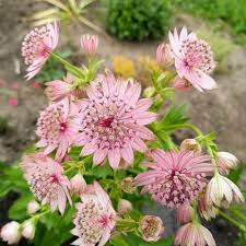 Astrantia Flower Seeds For Unique Planting