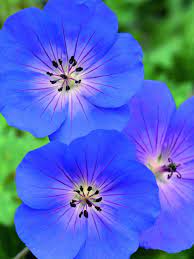 Vibrant Blue Pelargonium Flower Seeds For Striking Planting Displays